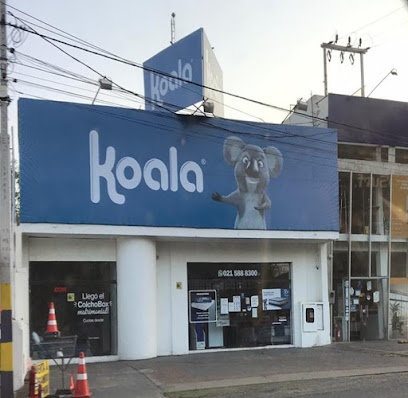 Koala Luque 1